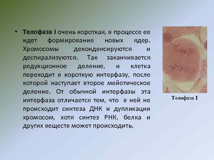  • Телофаза I очень короткая, в процессе ее идет формирование новых ядер. Хромосомы
