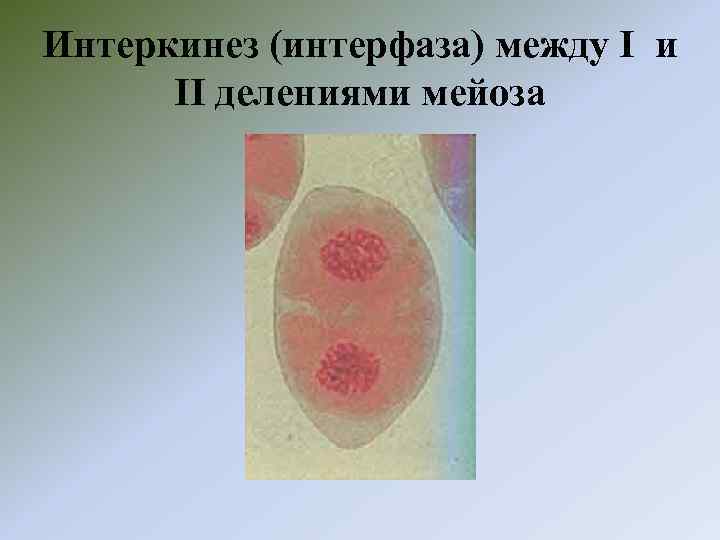 Интеркинез (интерфаза) между I и II делениями мейоза 