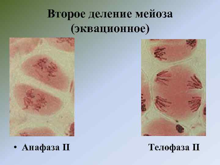 Второе деление мейоза (эквационное) • Анафаза II Телофаза II 