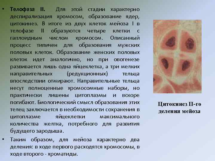 Деспирализация. Деспирализация хромомосом. Деспирализация хромосом фаза. Цитокинез фаза.