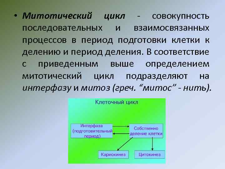  • Митотический цикл - совокупность последовательных и взаимосвязанных процессов в период подготовки клетки