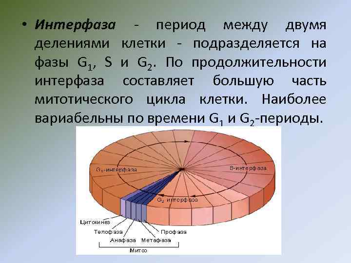  • Интерфаза - период между двумя делениями клетки - подразделяется на фазы G