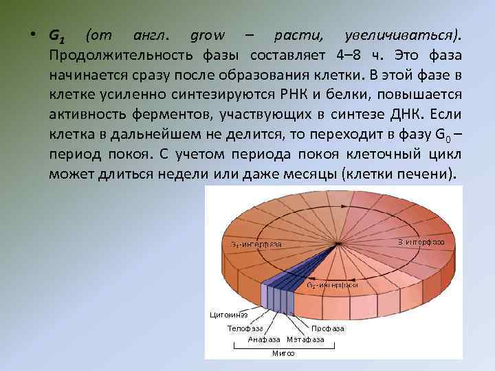  • G 1 (от англ. grow – расти, увеличиваться). Продолжительность фазы составляет 4–