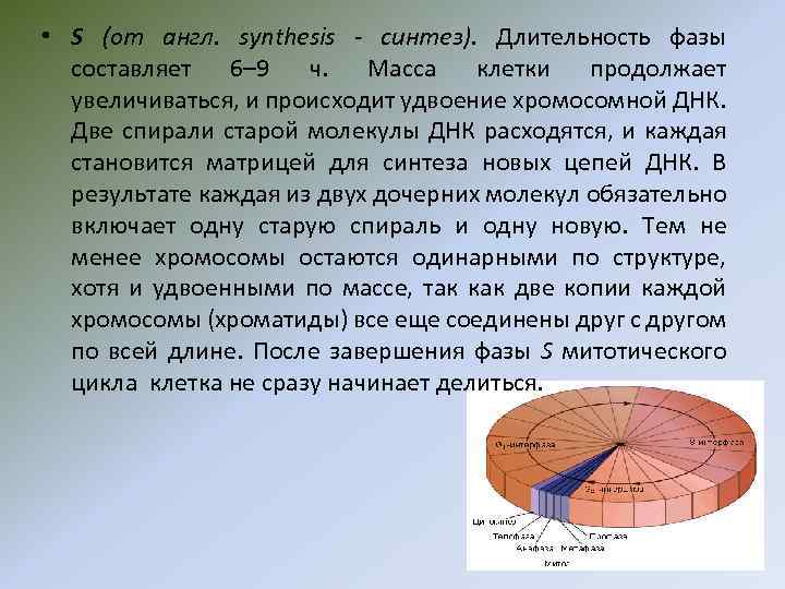 • S (от англ. synthesis - синтез). Длительность фазы составляет 6– 9 ч.