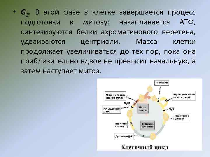 • G 2. В этой фазе в клетке завершается процесс подготовки к митозу: