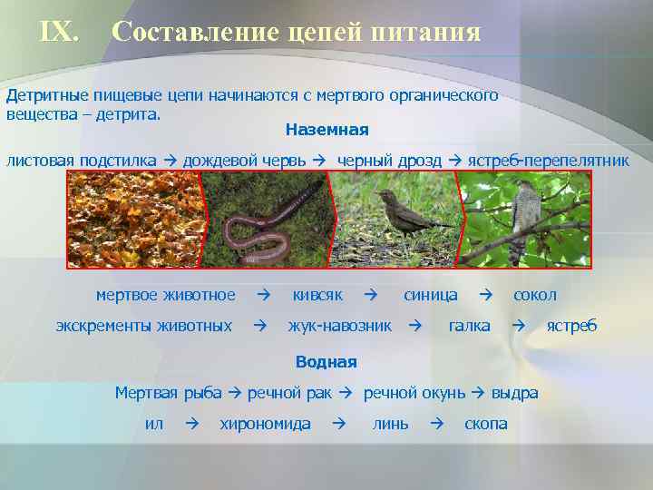 IX. Составление цепей питания Детритные пищевые цепи начинаются с мертвого органического вещества – детрита.