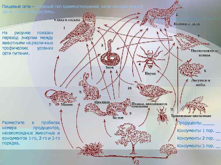 Пищевые сети – сложный тип взаимоотношений, включающий разные цепи питания экосистемы. На рисунке показан