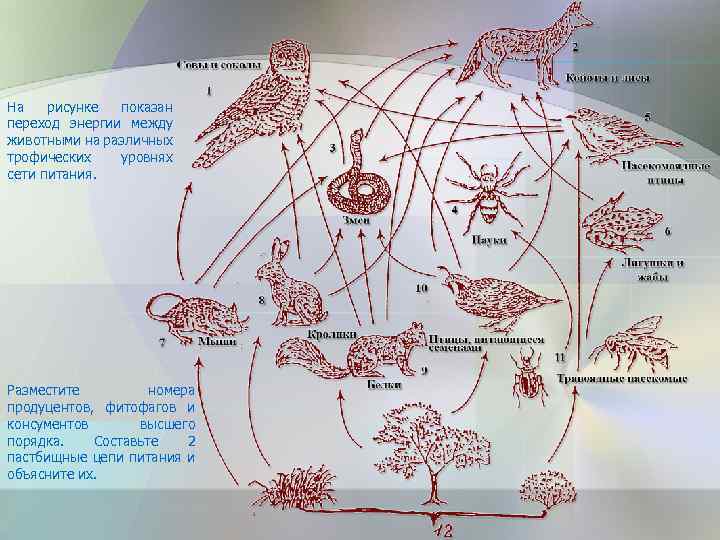 На рисунке показан переход энергии между животными на различных трофических уровнях сети питания. Разместите