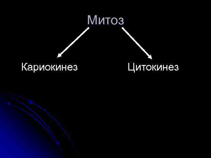 Митоз Кариокинез Цитокинез 