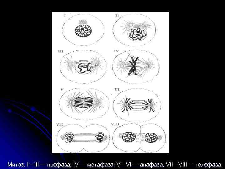  Митоз. I—III — профаза; IV — метафаза; V—VI — анафаза; VII—VIII — телофаза.