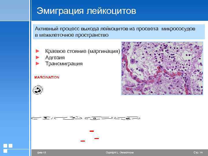 Эмиграция лейкоцитов Активный процесс выхода лейкоцитов из просвета микрососудов в межклеточное пространство ► Краевое