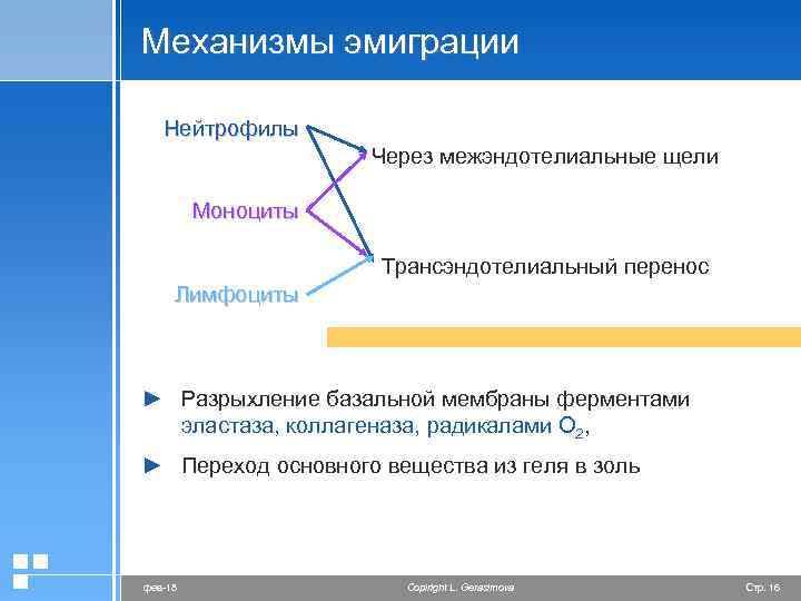 Механизмы эмиграции Нейтрофилы Через межэндотелиальные щели Моноциты Трансэндотелиальный перенос Лимфоциты ► Разрыхление базальной мембраны