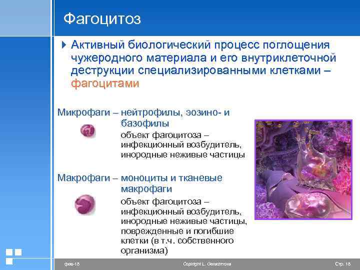 Фагоцитоз 4 Активный биологический процесс поглощения чужеродного материала и его внутриклеточной деструкции специализированными клетками