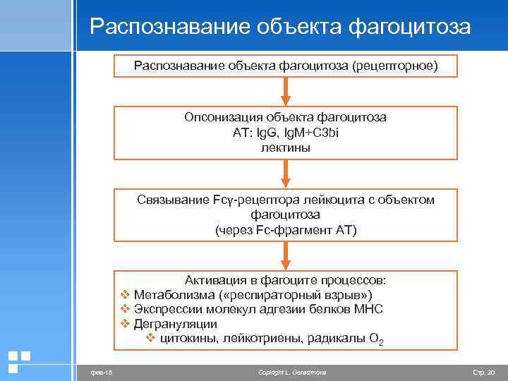 Распознавание объекта фагоцитоза (рецепторное) Опсонизация объекта фагоцитоза АТ: Ig. G, Ig. M+C 3 bi