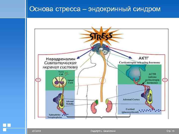 Основа стресса – эндокринный синдром АКТГ Норадреналин Симпатическая нервная система 2/1/2018 Copyright L. Gerasimova