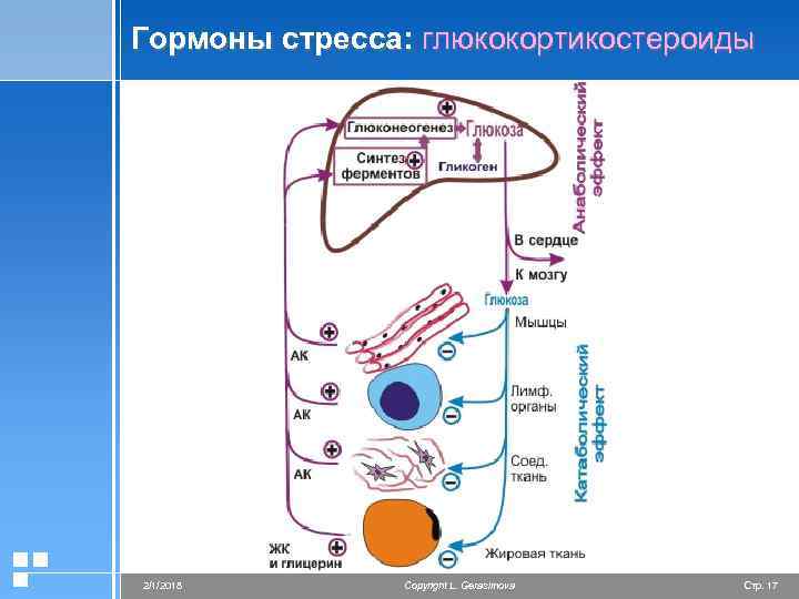Гормоны стресса: глюкокортикостероиды 2/1/2018 Copyright L. Gerasimova Стр. 17 