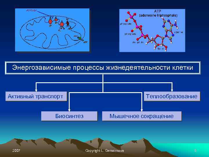 Энергозависимые процессы жизнедеятельности клетки Активный транспорт Биосинтез 2007 Теплообразование Мышечное сокращение Copyright L. Gerasimova