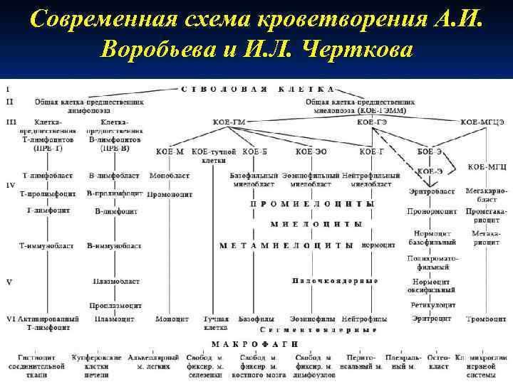 Современная схема кроветворения А. И. Воробьева и И. Л. Черткова 