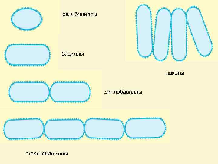 коккобациллы пакеты диплобациллы стрептобациллы 