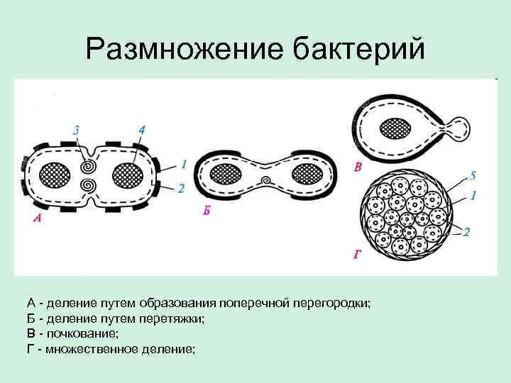 Размножение бактерий А - деление путем образования поперечной перегородки; Б - деление путем перетяжки;