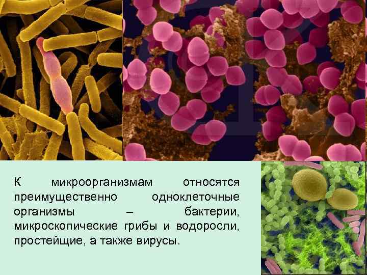 К микроорганизмам относятся преимущественно одноклеточные организмы – бактерии, микроскопические грибы и водоросли, простейщие, а