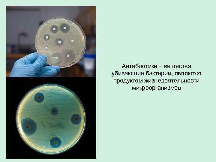 Антибиотики – вещества убивающие бактерии, являются продуктом жизнедеятельности микроорганизмов 