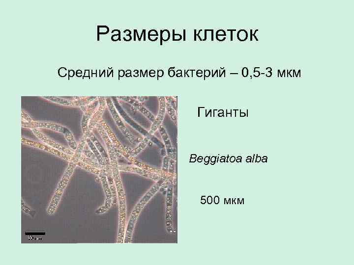Размеры клеток Средний размер бактерий – 0, 5 -3 мкм Гиганты Beggiatoa alba 500