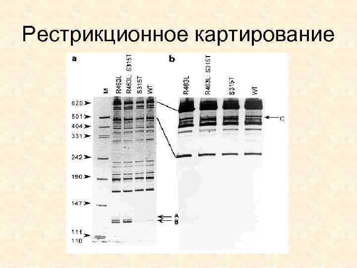 Карта рестрикционная это