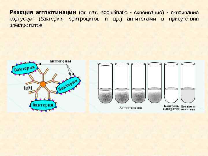 Реакция агглютинации. Схема постановки реакции агглютинации. Ориентировочная реакция агглютинации схема. Механизм реакции агглютинации микробиология. Реакция агглютинации на стекле компоненты.