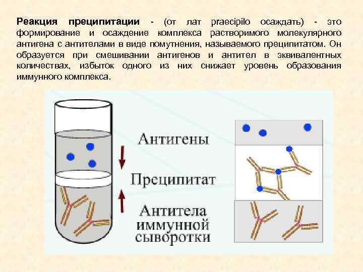 Реакция преципитации презентация