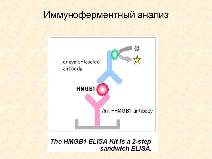 Иммуноферментный анализ 