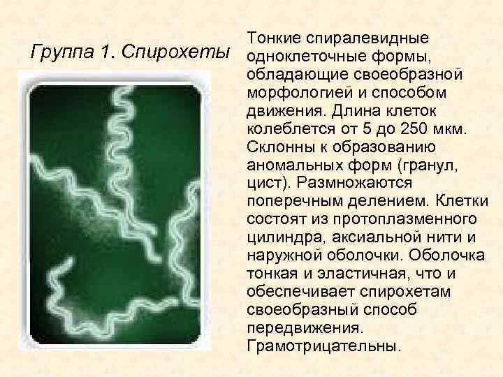 Морфология и систематика микроорганизмов презентация