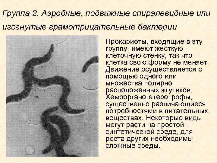Группа 2. Аэробные, подвижные спиралевидные или изогнутые грамотрицательные бактерии Прокариоты, входящие в эту группу,