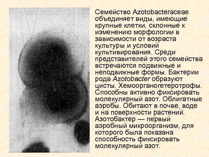 Семейство Azotobacteraceae объединяет виды, имеющие крупные клетки, склонные к изменению морфологии в зависимости от