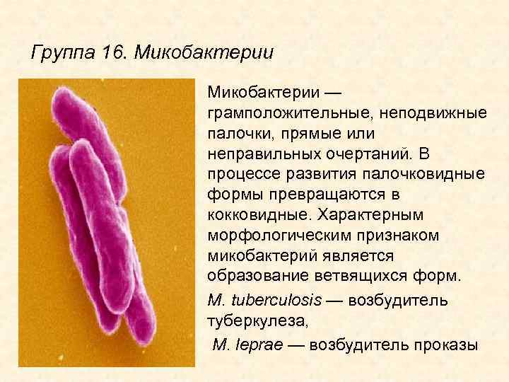 Форма микобактерий