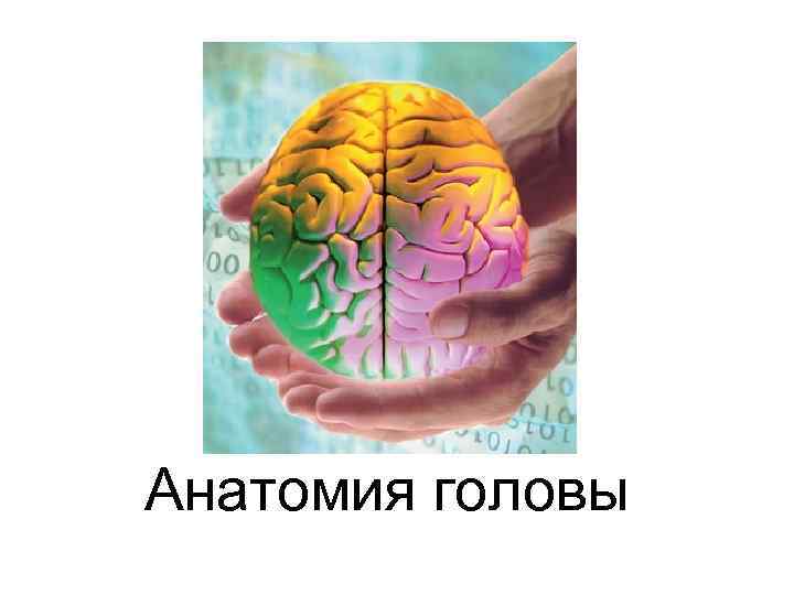 Анатомия головы 