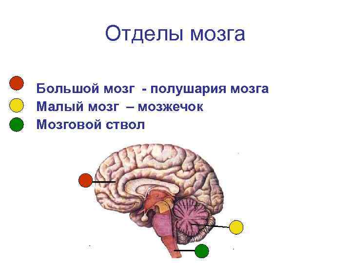 Древние отделы мозга человека
