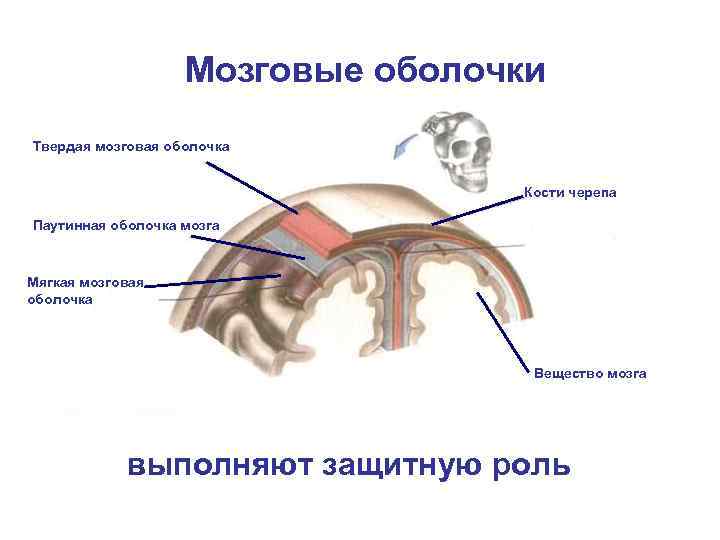 Мозговые оболочки Твердая мозговая оболочка Кости черепа Паутинная оболочка мозга Мягкая мозговая оболочка Вещество