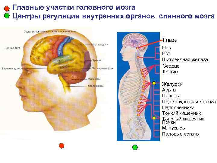 Главные участки головного мозга Центры регуляции внутренних органов спинного мозга и Глаза Нос Рот