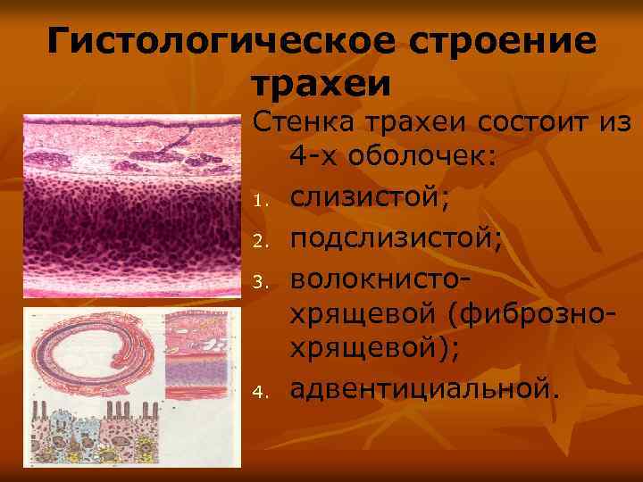 Гистологическое строение трахеи Стенка трахеи состоит из 4 -х оболочек: 1. слизистой; 2. подслизистой;