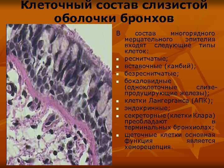 Клеточный состав слизистой оболочки бронхов В n n n n состав многорядного мерцательного эпителия