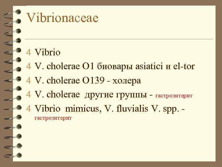 Vibrionaceae 4 Vibrio 4 V. cholerae O 1 биовары asiatici и el-tor 4 V.
