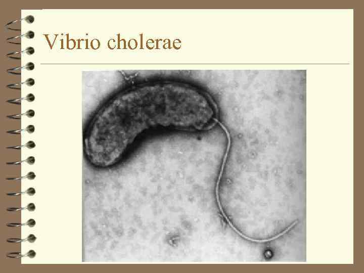 Vibrio cholerae 