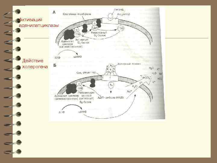 Активация аденилатциклазы Действие холерогена 
