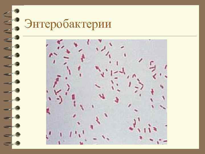 Энтеробактерии 