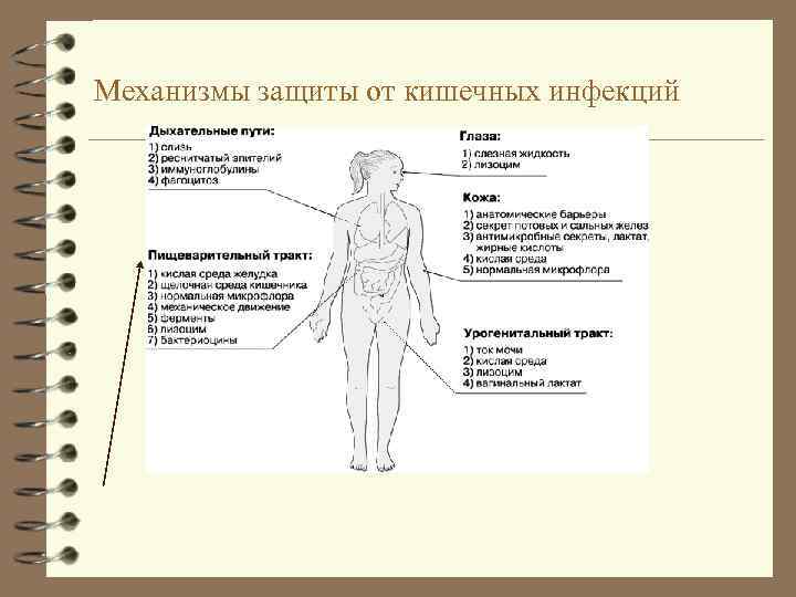 Механизмы защиты от кишечных инфекций 