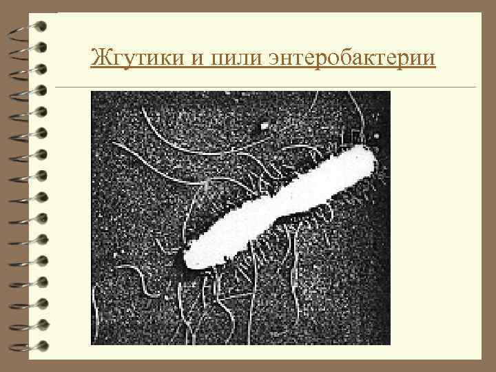 Жгутики и пили энтеробактерии 