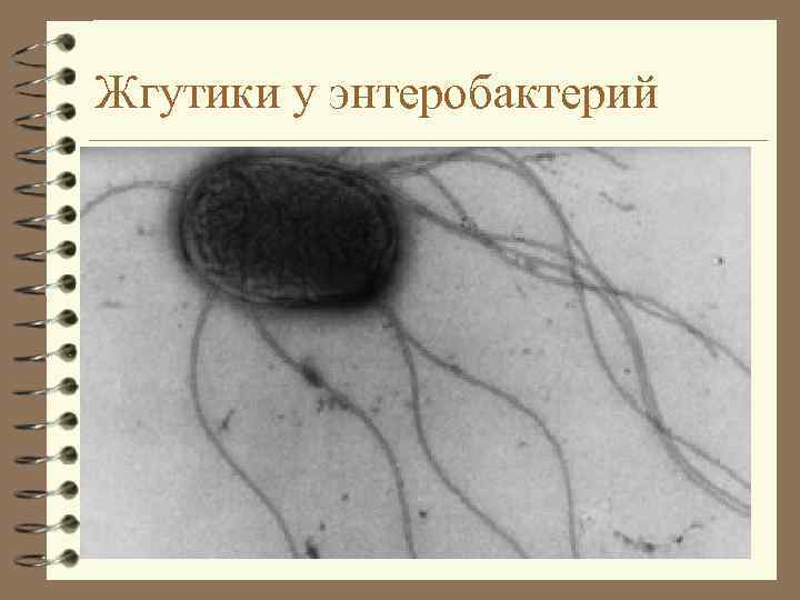 Жгутики у энтеробактерий 