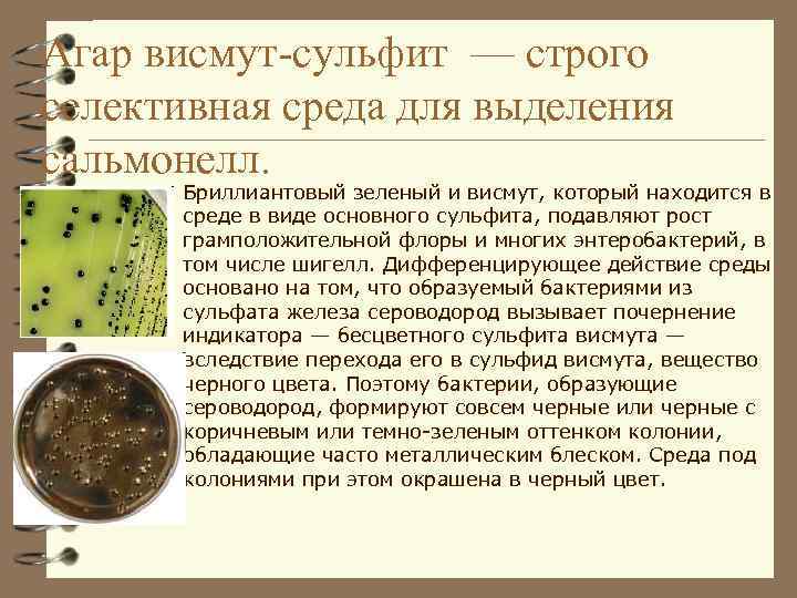 Агар висмут-сульфит — строго селективная среда для выделения сальмонелл. Бриллиантовый зеленый и висмут, который