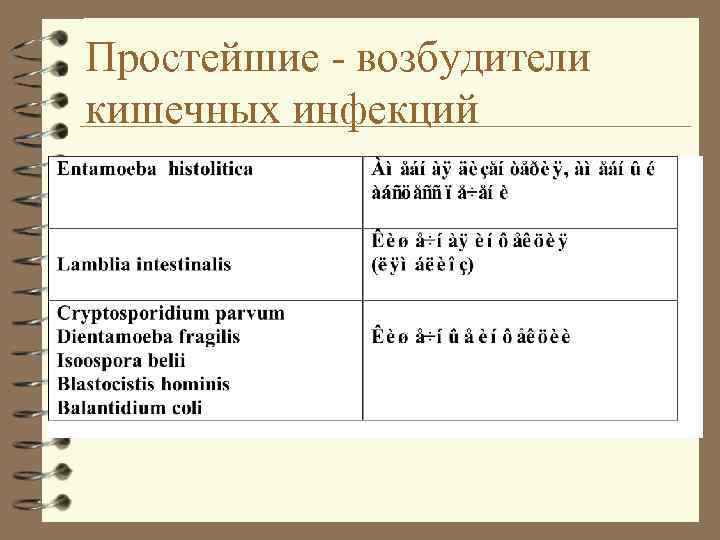 Простейшие - возбудители кишечных инфекций 